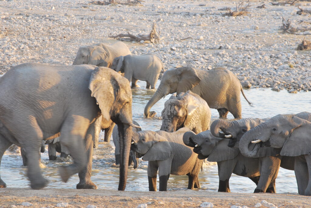 Elephants at Okaukuejo waterhole