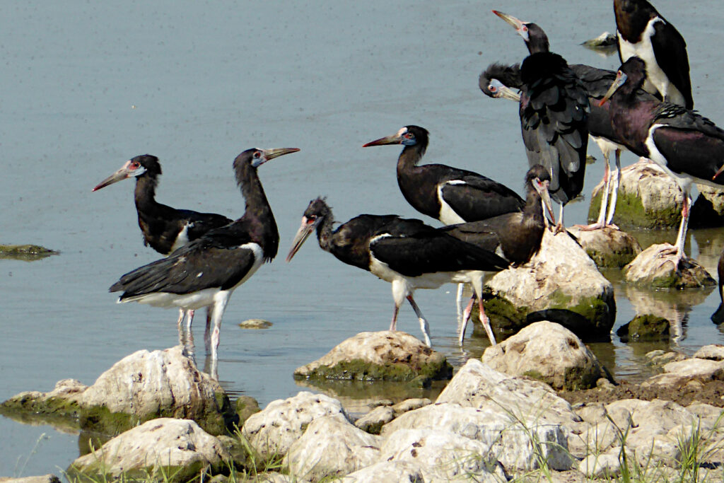 Abdim's storks at Etosha National Park, included on our Classic Tour