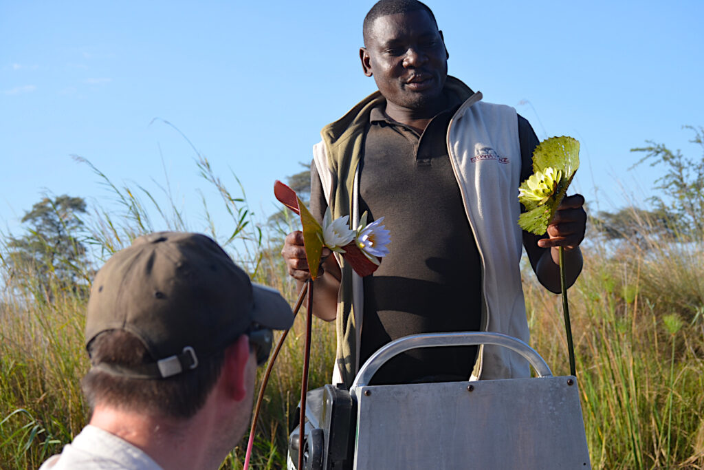 Learning about aquatic flora (Nymphaea lotus) on a custom tour