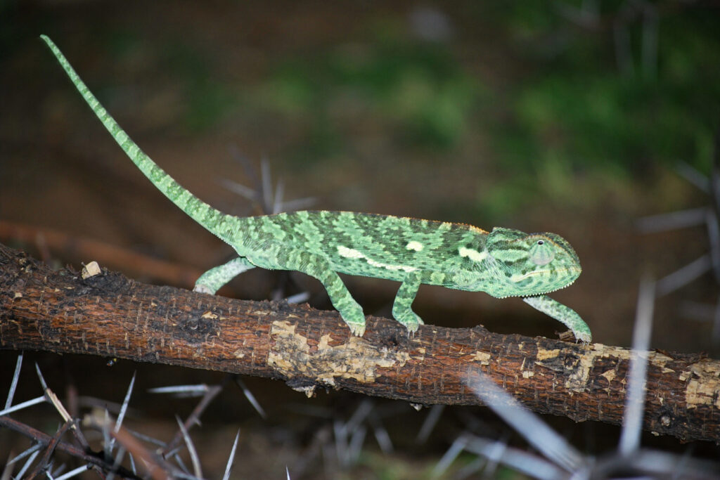 Common Flap-neck Chameleon