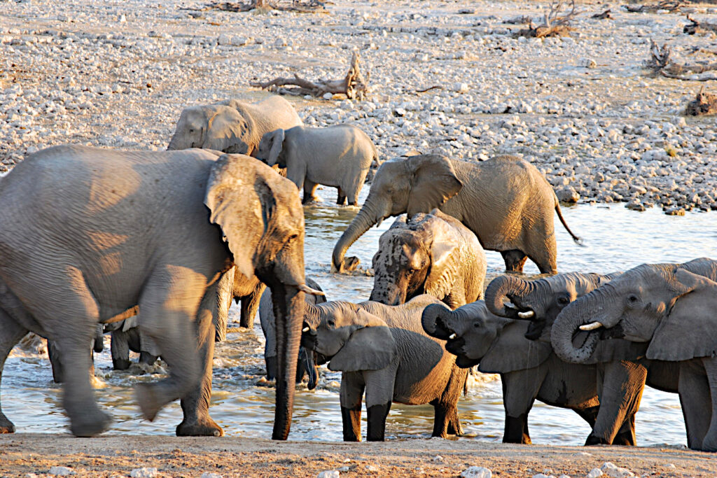 Elephants at Okaukuejo waterhole in Etosha National Park, on our Classic Tour