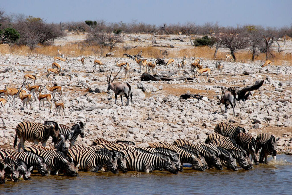 Etosha