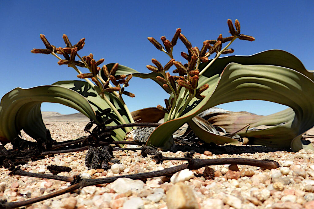 Welwitschia mirabilis - an iconic plant of the Namib Desert