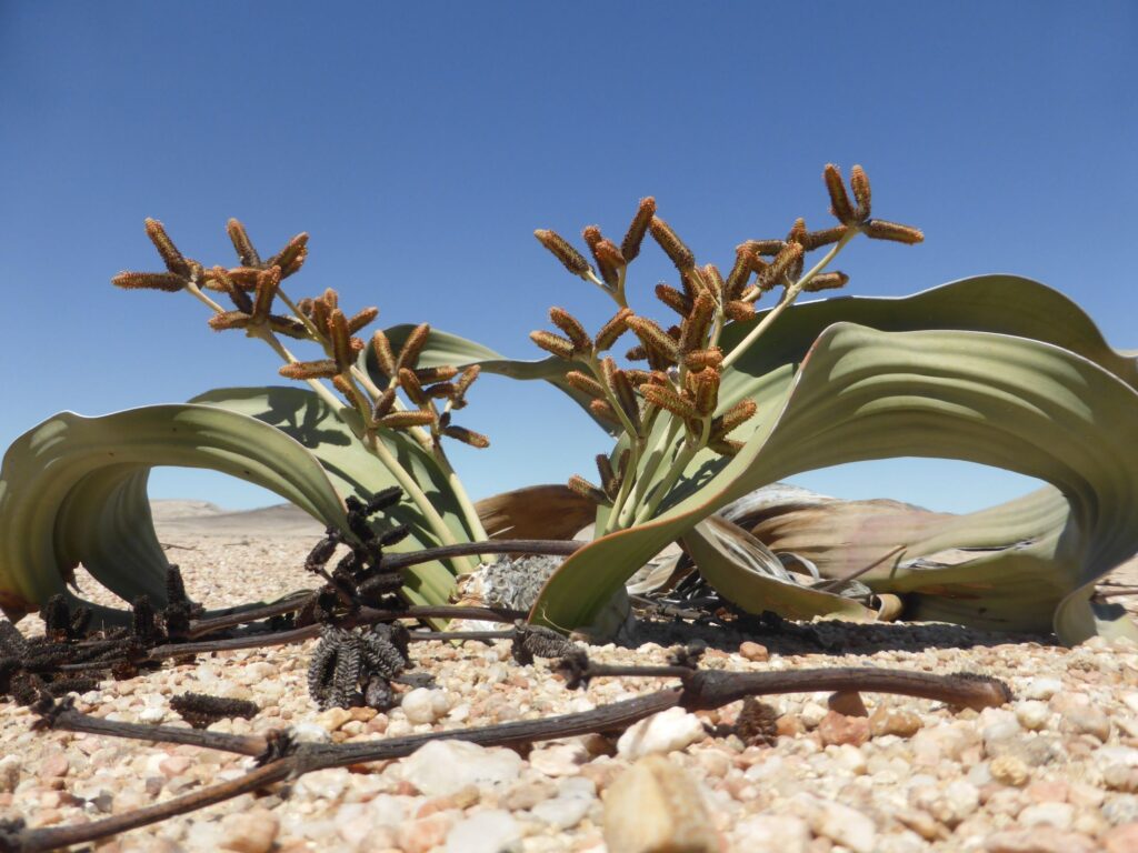 Welwitschia