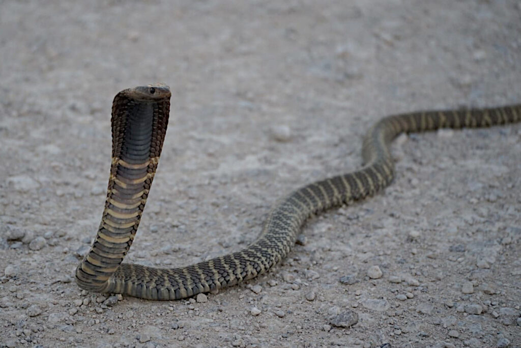 Zebra snake in Etosha National Park on our Classic Tour