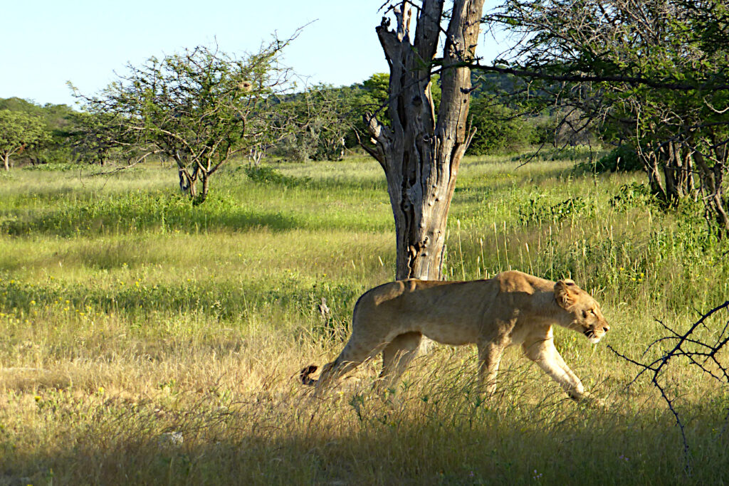 A majestic lioness in Etosha National Park, included on our Classic Tour