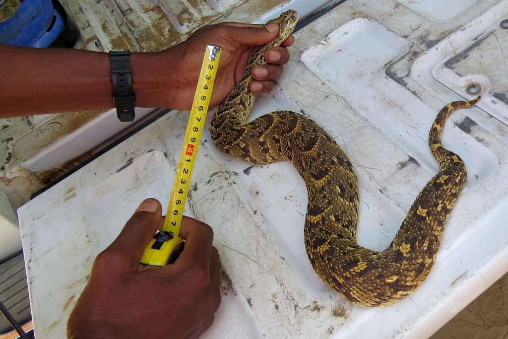 Measuring a puff adder on one of our specialist expeditions