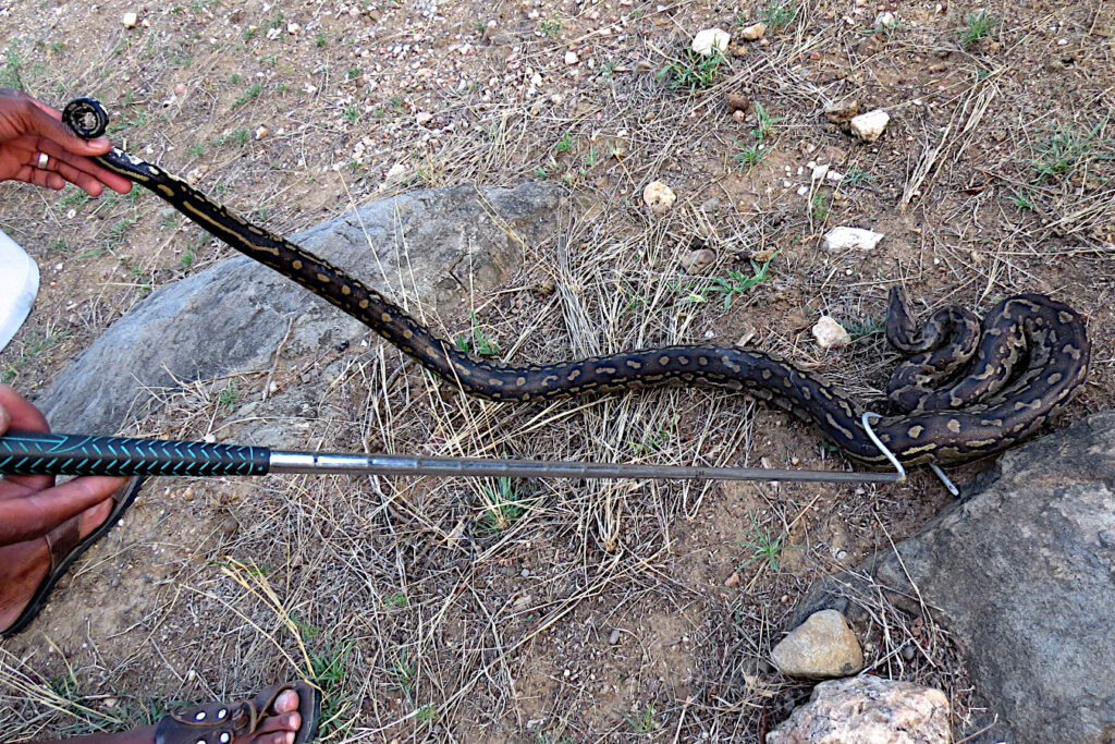 We are reptile enthusiasts and can guide you on a custom reptile-focused expedition or tour