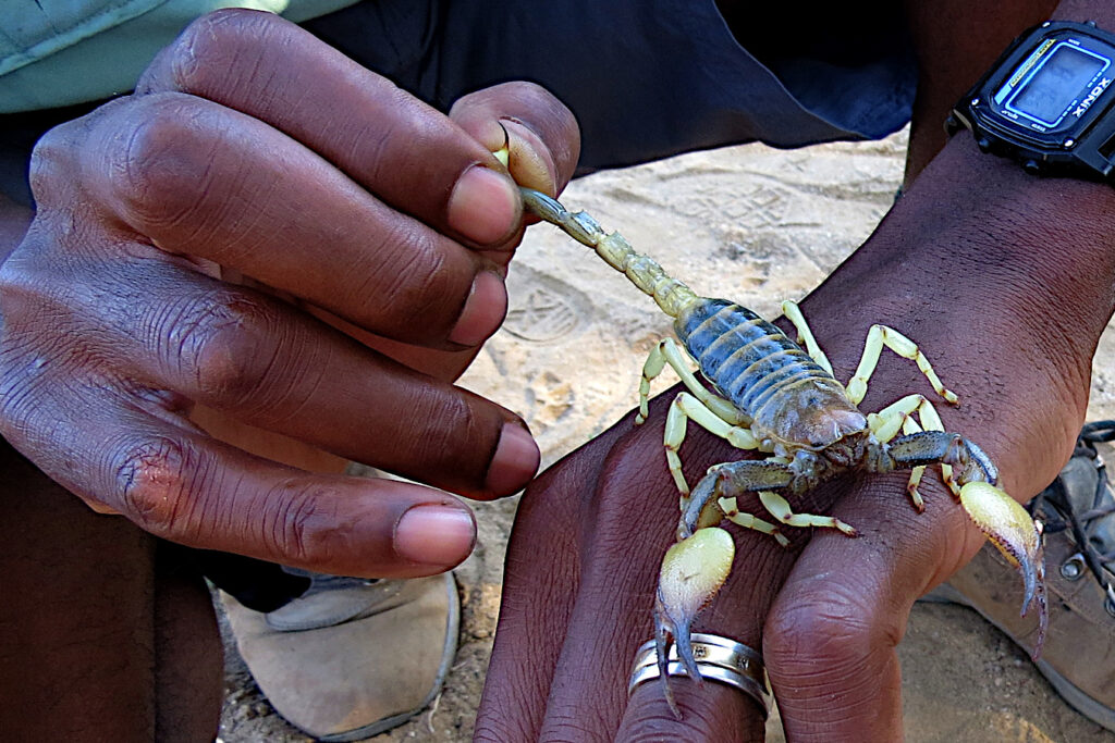 Getting up close and personal with a scorpion