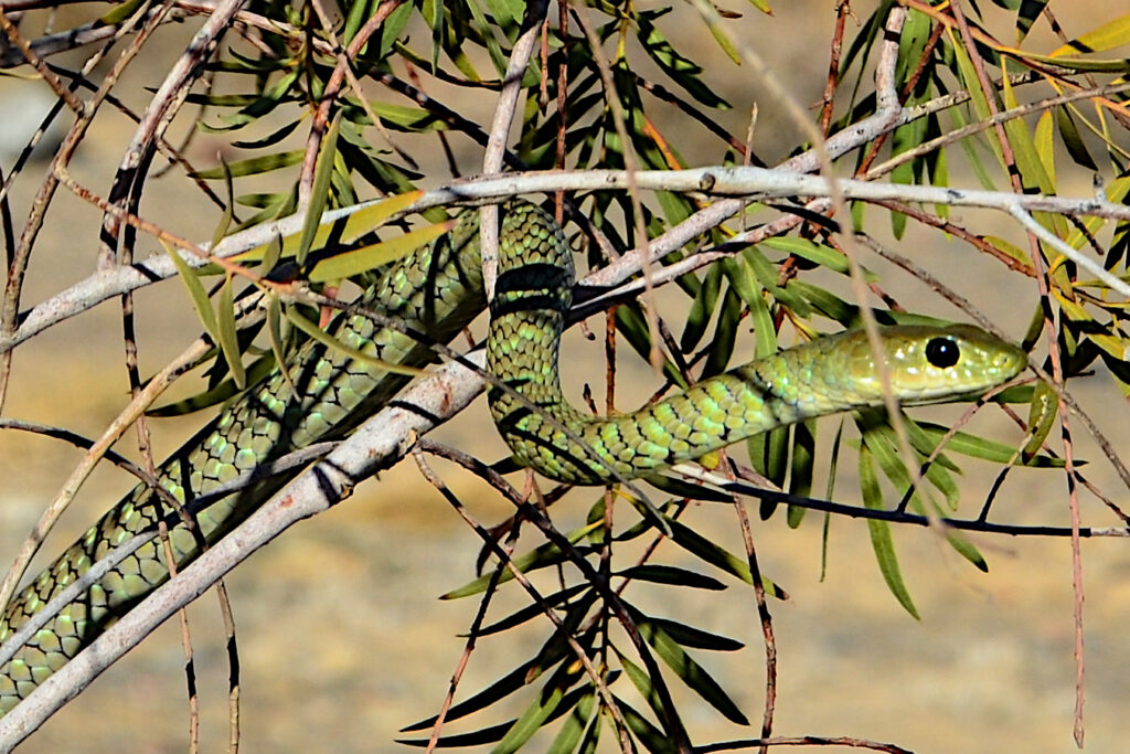Spotted bush snake